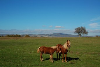 tra conza e cairano _ foto a. verderosa