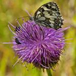 11403347_10205954067922186_5597279518913572206_n