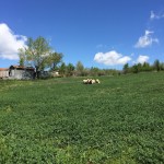 2017 05 07 Cammino di Guglielmo _ foto angelo&nbsp;verderosa8018