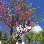 2017 05 07 Cammino di Guglielmo _ foto angelo&nbsp;verderosa8030