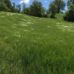 2017 05 07 Cammino di Guglielmo _ foto angelo&nbsp;verderosa8042