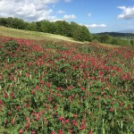 2017 05 07 Cammino di Guglielmo _ foto angelo&nbsp;verderosa8100