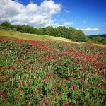 2017 05 07 Cammino di Guglielmo _ foto angelo&nbsp;verderosa8101
